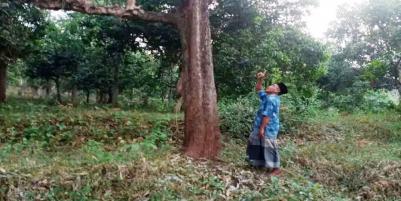 Jual Tanah Tambang Batu di Pasrepan Pasuruan Cocok Untuk Tambang Batu dan Kebun Durian