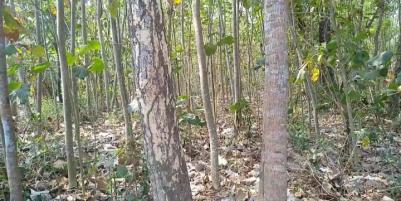 Dijual Tanah Kademangan 3.840 m2 Harga bisa nego