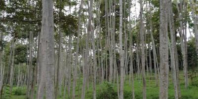 Dijual Cepat tanah Wonosalam Jombang 200rb/m2