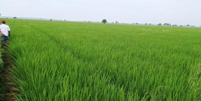 Dijual Tanah Sawah Murah 70.000 Per Meter Luas 8000 Meter di Pebayuran Bekasi 
