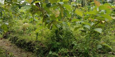 Dijual tanah cocok untuk kavlingan, 7 menit dari jalan wates km 9