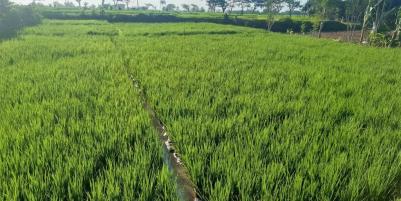 Dijual Tanah Sawah 1165m² 275jt Kedawung Sragen  