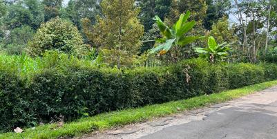 Jual Kebun Durian Karangpandan Karanganyar