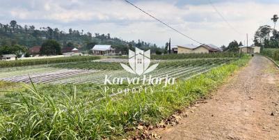 Tanah 2200m2 Dikelilingi Kebun Teh Kemuning