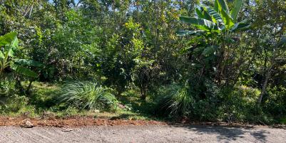 Tanah Kebun Jambu 1000m² 200Jt Ngargoyoso Karanganyar