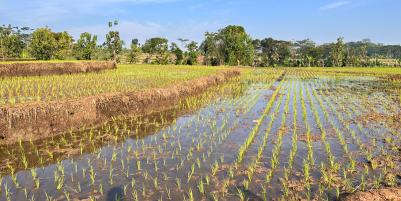 Dijual Sawah 125ribu/m Mojogedang Karanganyar