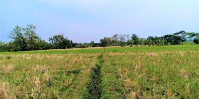 Dijual Sawah Subur 225 Juta Kedawung Sragen