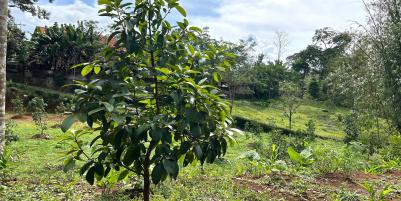 Kebun Alpukat 2100m² Udara Sejuk Karanganyar 