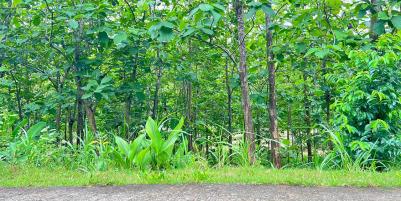 Tanah Kebun Jati  1517m² Karanganyar