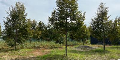 Kebun Durian Bonus Villa View Gunung Lawu Karanganyar