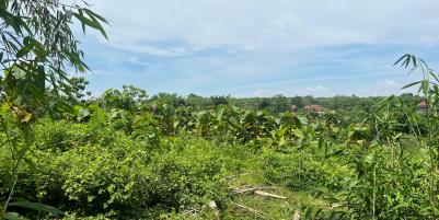 Tanah Murah 970m² Hanya 75 Juta Sragen 