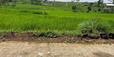 Tanah Karangpandan 1670m Datar Subur Karanganyar