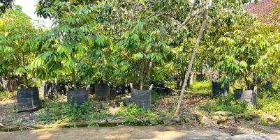 Tanah 405m Utara Mojogedang Karanganyar Strategis 