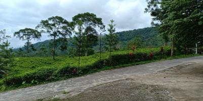 Rumah Vila Siap Huni View Kebun Teh Kemuning Ngargoyoso Karanganyar