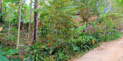 Kebun Durian 900m2 175 Juta Jenawi Karanganyar