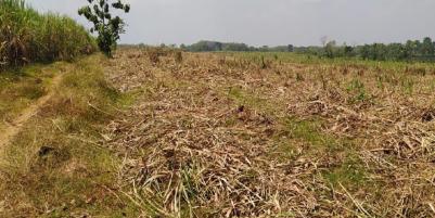 Jual Tanah Luas Strategis Daerah Desa Rejosari Sukoharjo