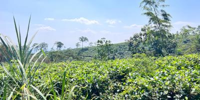 Tanah Strategis 3512m² View Hamparan Kebun Teh