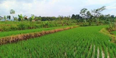 Jual Tanah Sawah 1500m² Parit Karangpelem Kedawung Sragen