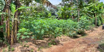 Tanah Datar 250 Juta Utara Pasar Mojogedang