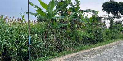 Tanah 3550m² Cocok Untuk Kebun Buah Karanganyar 