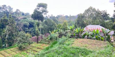 Tanah 800m² Cocok Untuk Kebun Buah Ngargoyoso 