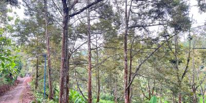 Tanah Kebun Durian 8594m² Siap Panen Karanganyar 