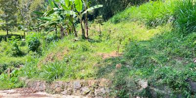 Tanah Kebun Durian 65Jt 500m Ngargoyoso Karanganyar 