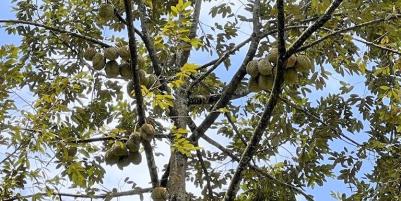 Tanah Kebun Durian & Sumber Mata Air Mojogedang Karanganyar
