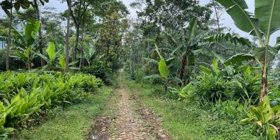  Tanah Udara Dingin 150 Juta Cocok Kebuh Buah Karanganyar 
