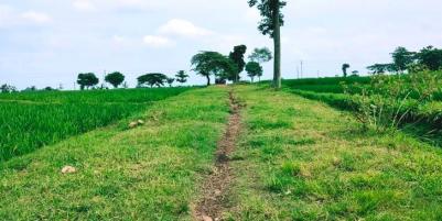 Jual Sawah Subur 3225m2 Kedawung Sragen