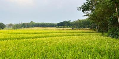 Dijual Sawah Timur Terminal Batujamus Karanganyar 