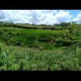 Tanah Strategis Dibangun Vila Kawasan Wisata Alam Tawangmangu Karanganyar