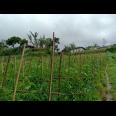 Tanah Tepi Jl. Raya View Kebun Teh Kemuning Ngargoyoso Karanganyar