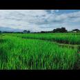 Tanah Sawah Subur Mojogedang Karanganyar