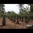 DIJUAL LAHAN KEBUN HOLTIKULTURA BUAH NAGA & TIN LINGKAR SELATAN, CILEGON