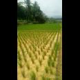 Sawah Produktif Di Banjaran