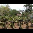 DIJUAL LAHAN KEBUN HOLTIKULTURA BUAH NAGA & TIN LINGKAR SELATAN, CILEGON