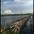 Jual tanah dan Tambak di Pantai blebak jepara