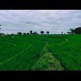 Tanah Sawah Subur 3225m² Dekat Jl. Raya Kedawung Sragen