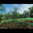 Tanah Datar Dekat Wisata Kebun Durian Mojogedang Karanganyar