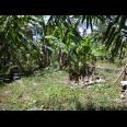 Tanah Kavling Murah di Jalan Bedil Daerah Mengwi