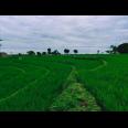 Tanah Sawah Pekarangan Karangpelem Kedawung Sragen