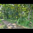 Dijual Tanah Kebun Jati 1200m² Kerjo Karanganyar