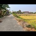 Jual Sawah 845m² 225 Juta Kedawung Sragen