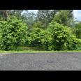 Tanah Kebun Durian 1609m² Ngargoyoso Karanganyar 