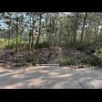 Kebun Jati Siap Panen 2311m² Kerjo Karanganyar 