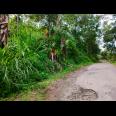 Dijual Tanah Kebun Durian Kemuning Ngargoyoso Karanganyar