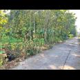  Tanah Kebun Jati 944m² Dekat SMAN 1 Plupuh Sragen