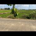Tanah Super Datar 3889m² Sambirejo Sragen 