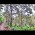 Tanah Kebun Durian 8594m² Siap Panen Karanganyar 